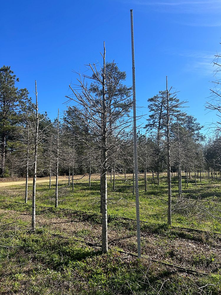 quercus-phellos-willow-oak