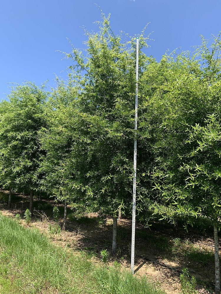 quercus-phellos-willow-oak