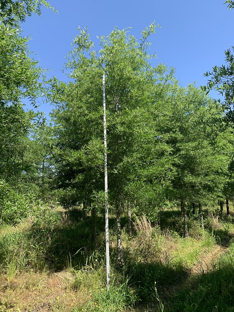 quercus-phellos-willow-oak
