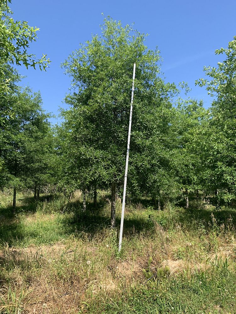 quercus-phellos-willow-oak