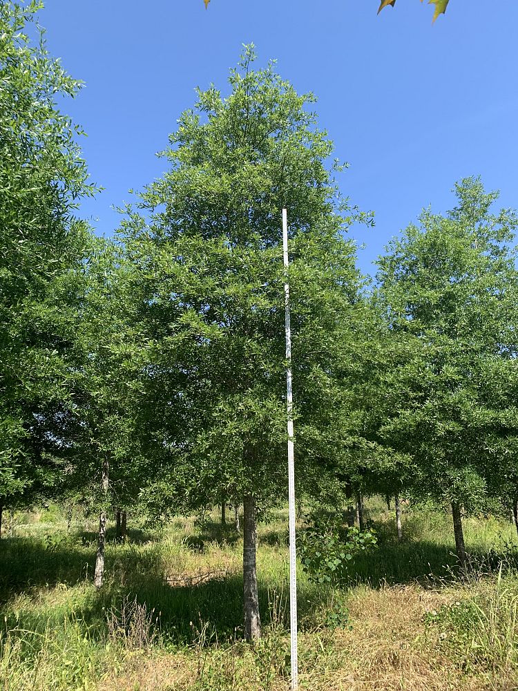 quercus-phellos-willow-oak