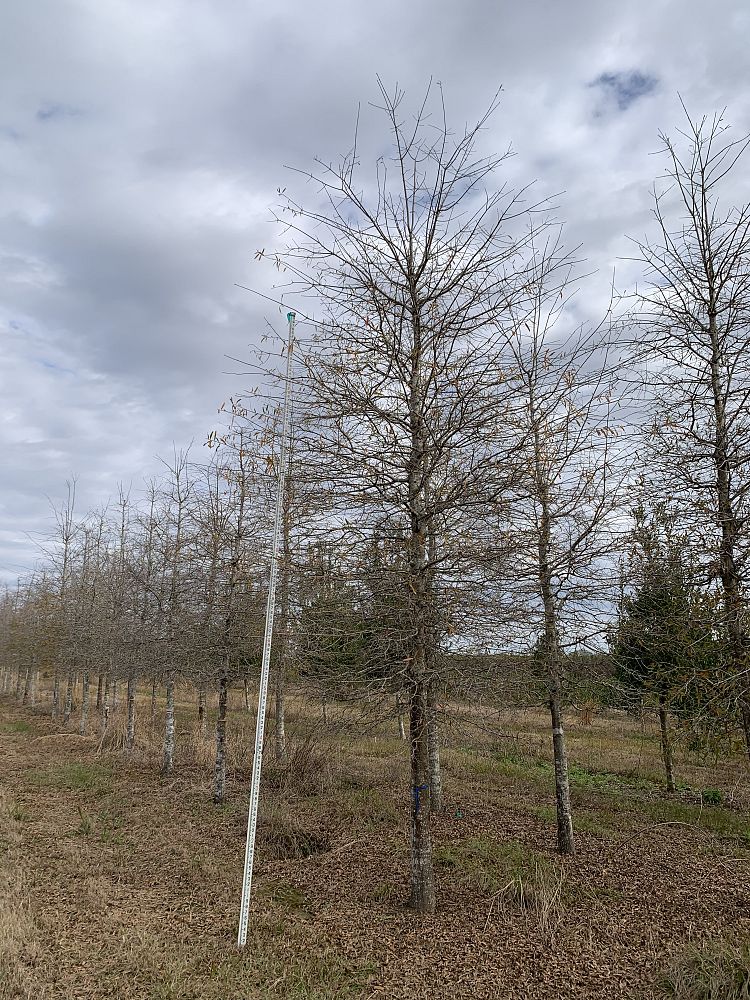 quercus-phellos-willow-oak