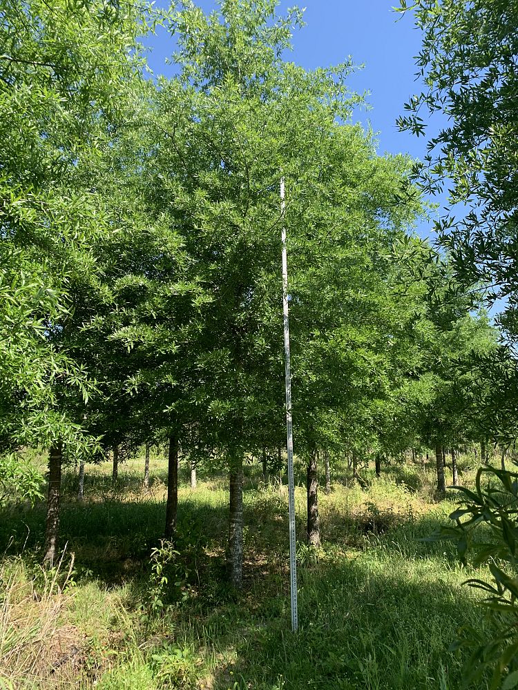 quercus-phellos-willow-oak