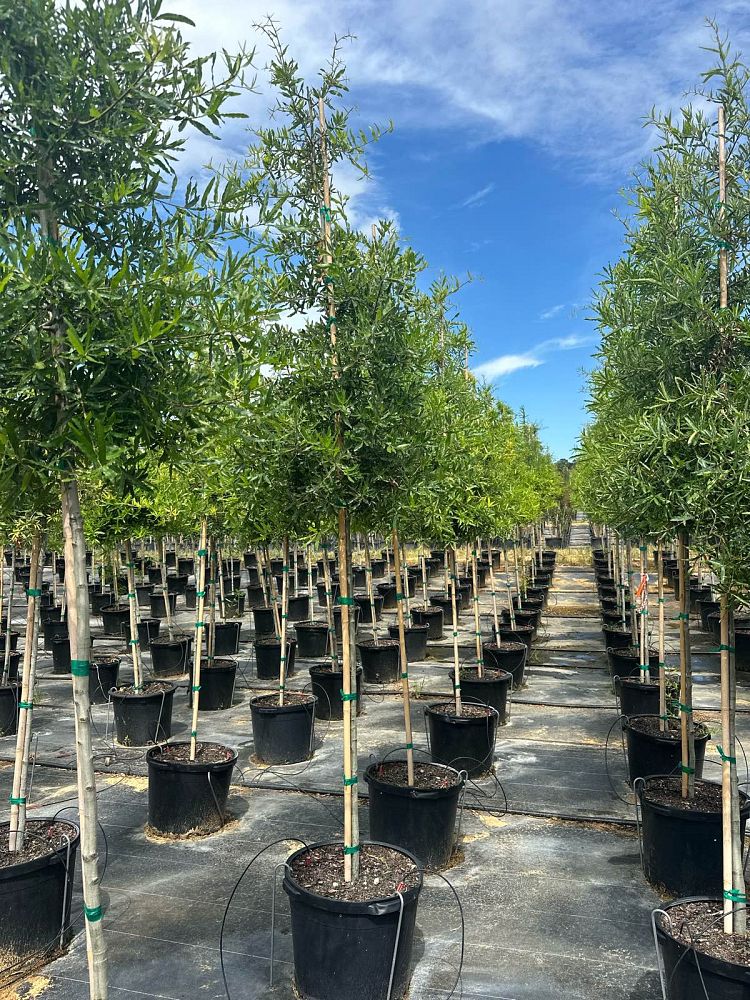 quercus-phellos-willow-oak