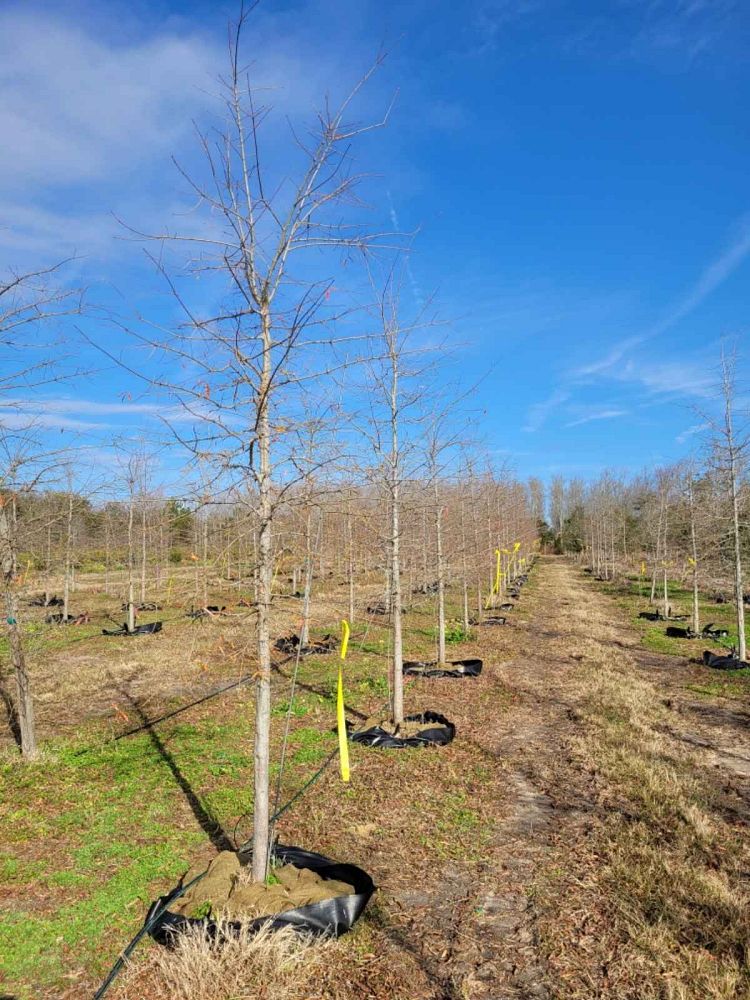 quercus-phellos-willow-oak