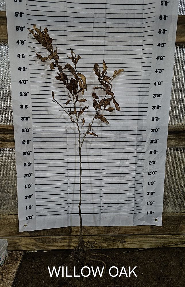 quercus-phellos-willow-oak