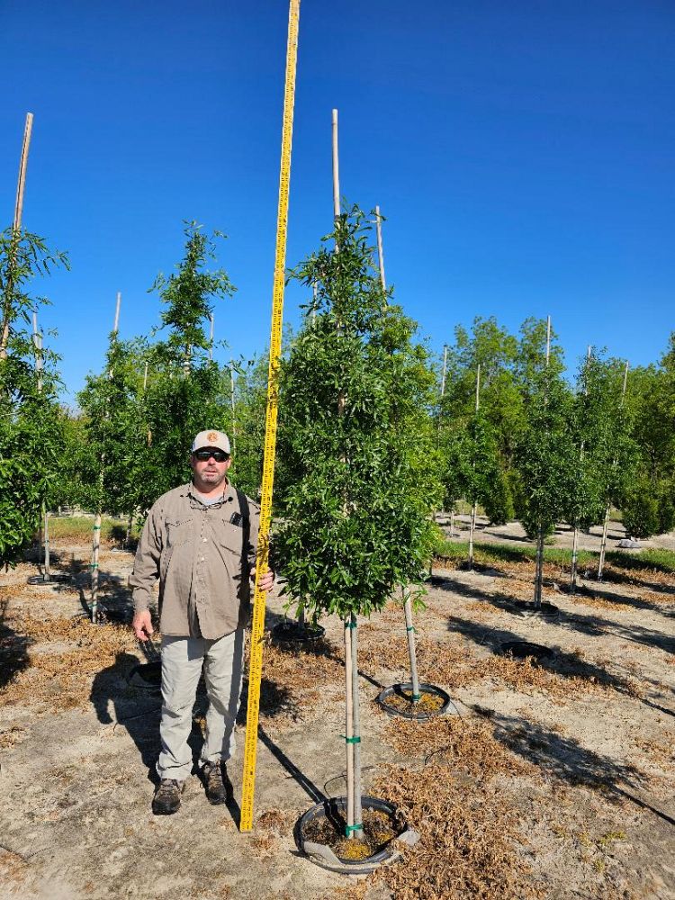 quercus-phellos-willow-oak
