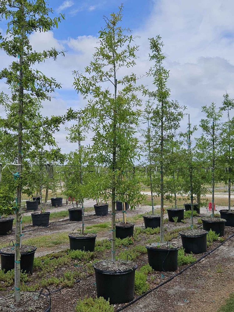 quercus-phellos-willow-oak