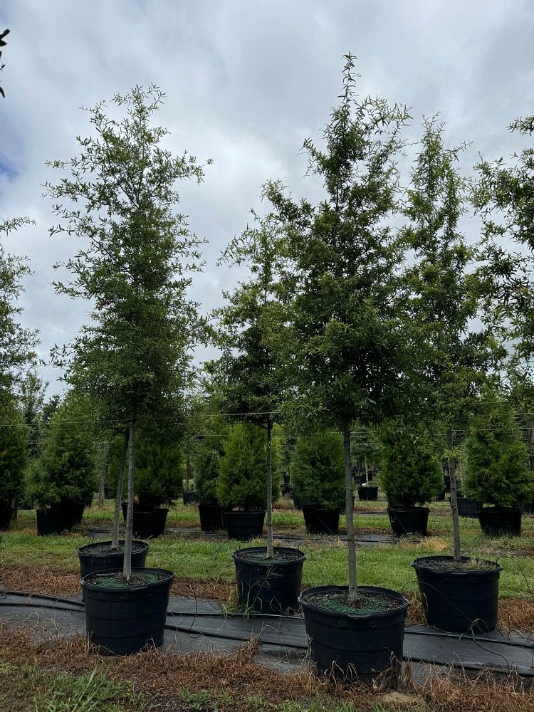 quercus-phellos-willow-oak