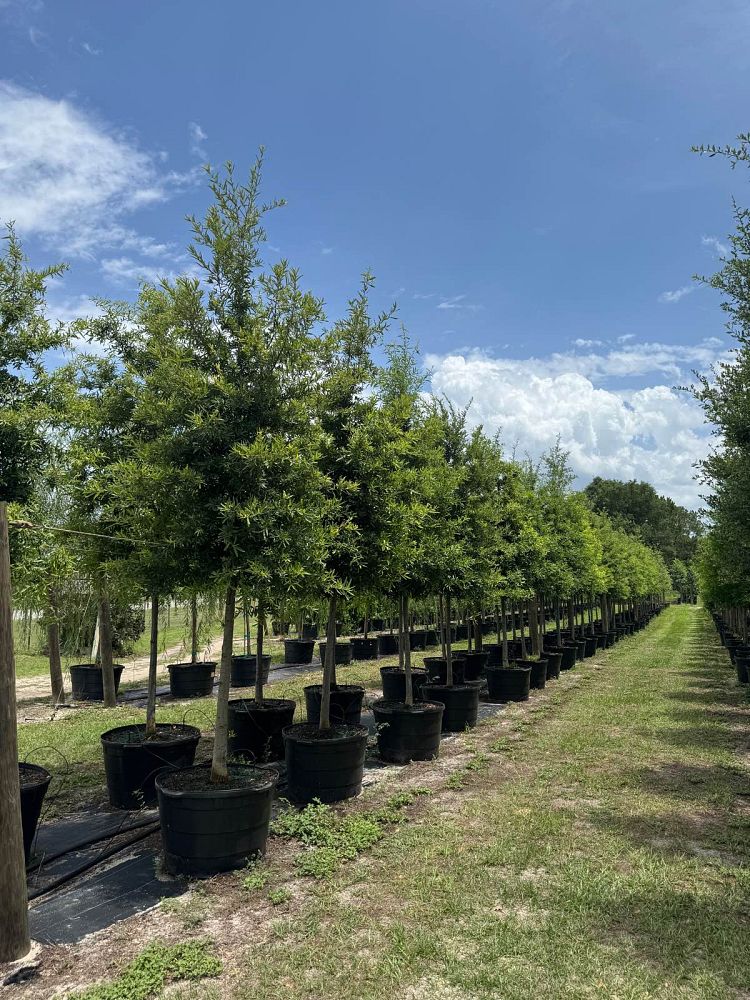quercus-phellos-willow-oak
