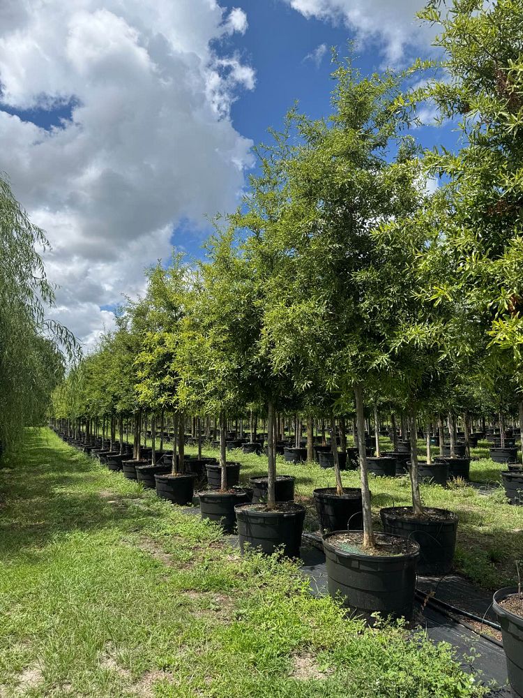 quercus-phellos-willow-oak