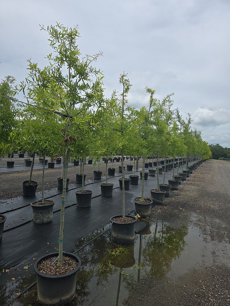 quercus-phellos-willow-oak