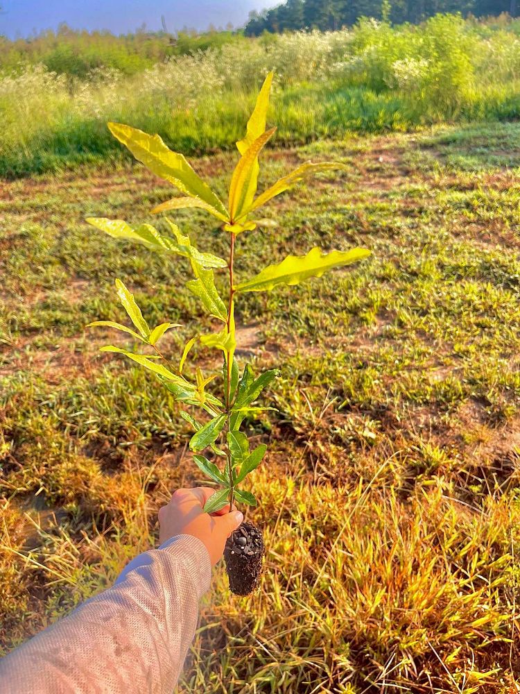 quercus-phellos-willow-oak