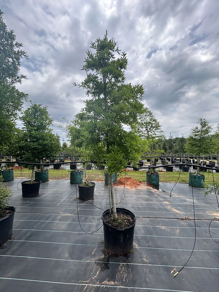 quercus-phellos-willow-oak