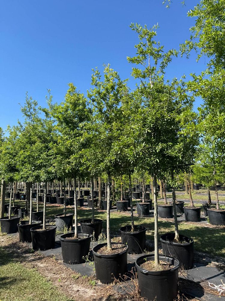 quercus-phellos-willow-oak