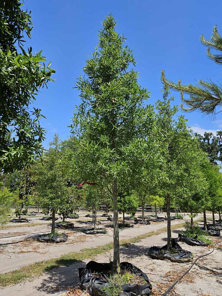 quercus-phellos-willow-oak