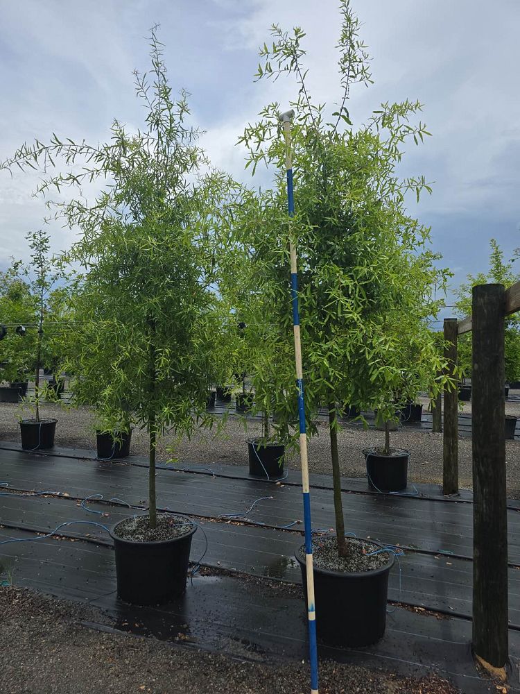 quercus-phellos-willow-oak