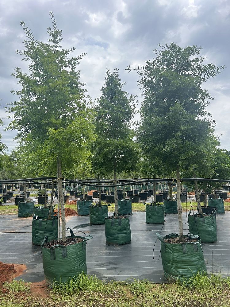 quercus-phellos-willow-oak