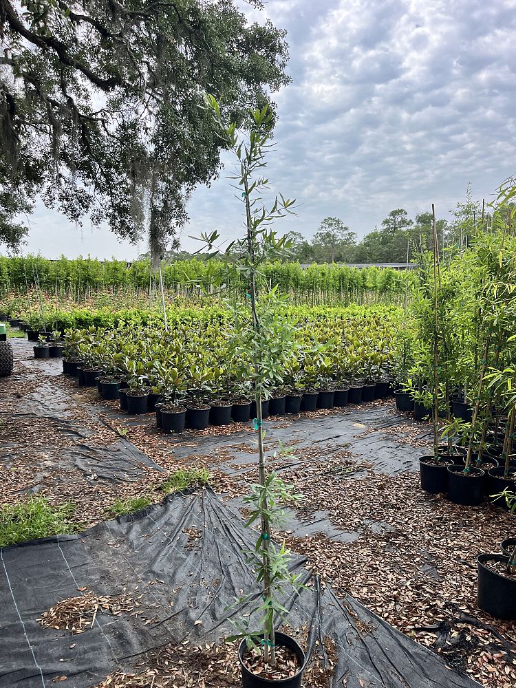 quercus-phellos-willow-oak