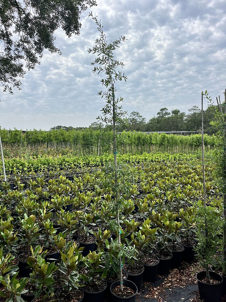 quercus-phellos-willow-oak