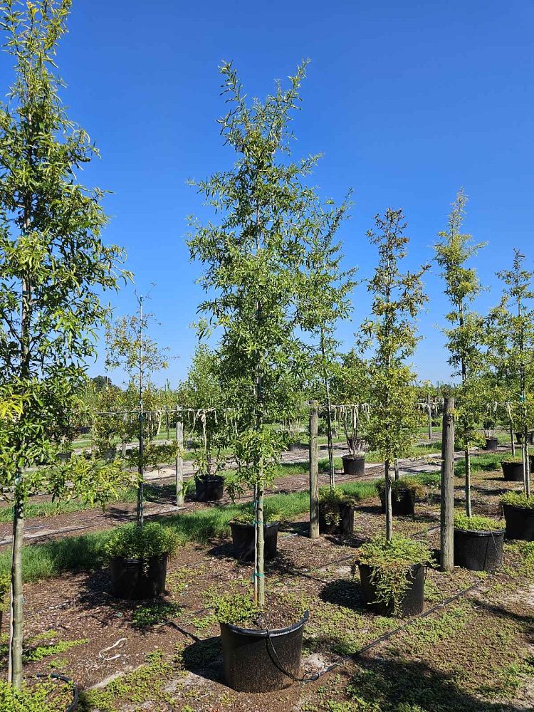 quercus-phellos-willow-oak