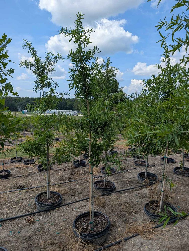 quercus-phellos-willow-oak