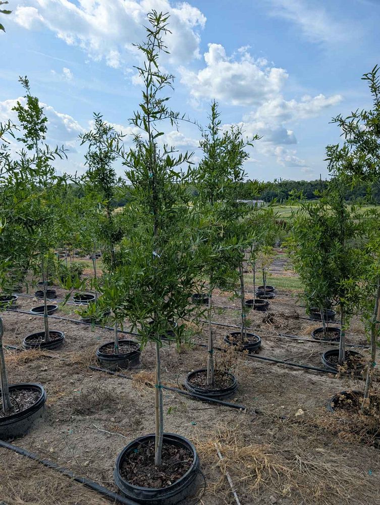 quercus-phellos-willow-oak