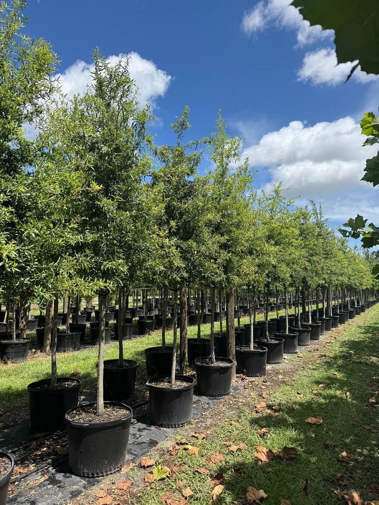 quercus-phellos-willow-oak
