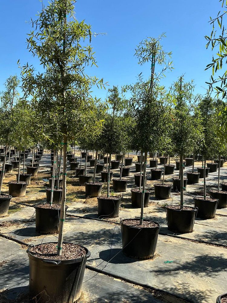 quercus-phellos-willow-oak