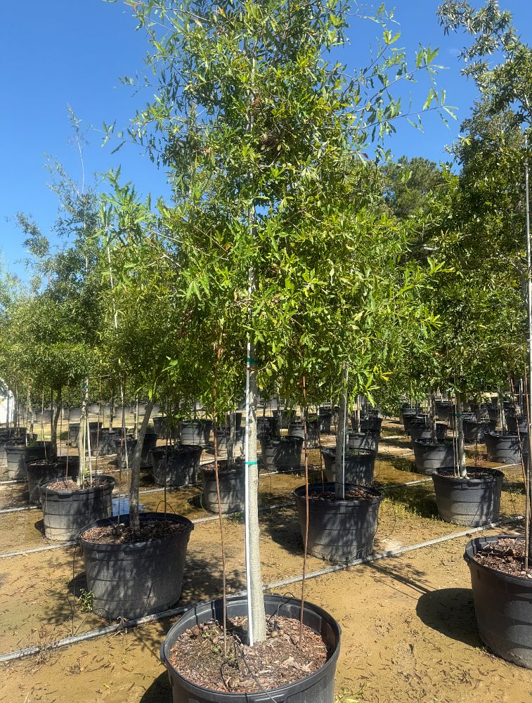quercus-phellos-willow-oak