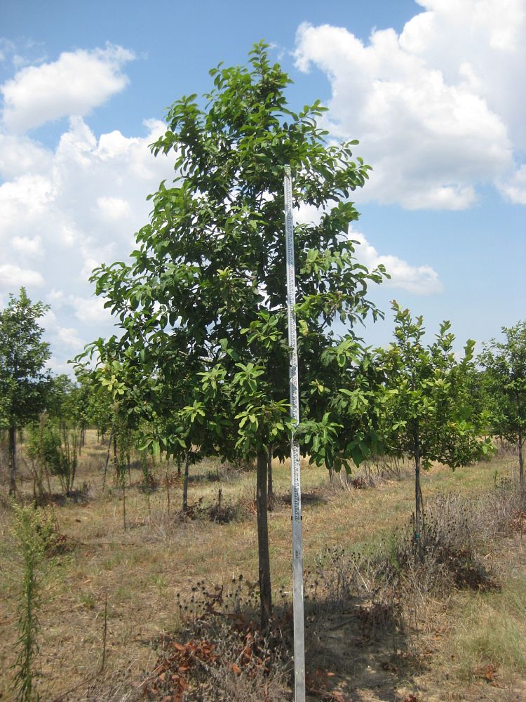 quercus-polymorpha-polymorpha-oak-monterrey-oak-mexican-white-oak