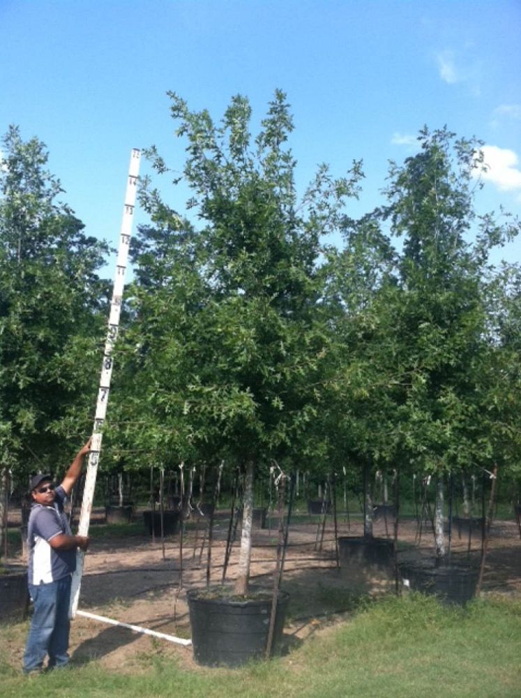 quercus-polymorpha-polymorpha-oak-monterrey-oak-mexican-white-oak