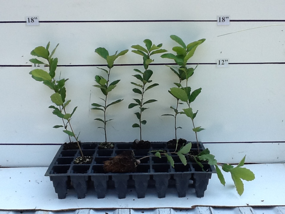 quercus-polymorpha-polymorpha-oak-monterrey-oak-mexican-white-oak