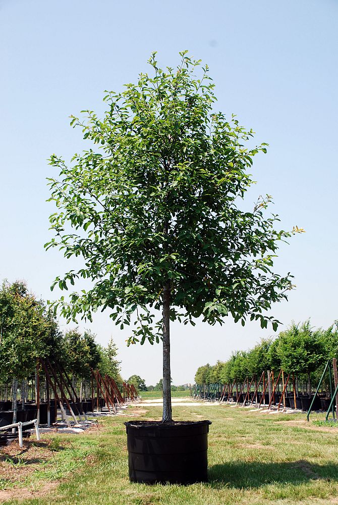quercus-polymorpha-polymorpha-oak-monterrey-oak-mexican-white-oak