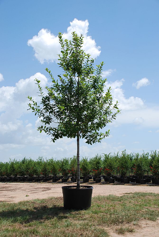 quercus-polymorpha-polymorpha-oak-monterrey-oak-mexican-white-oak