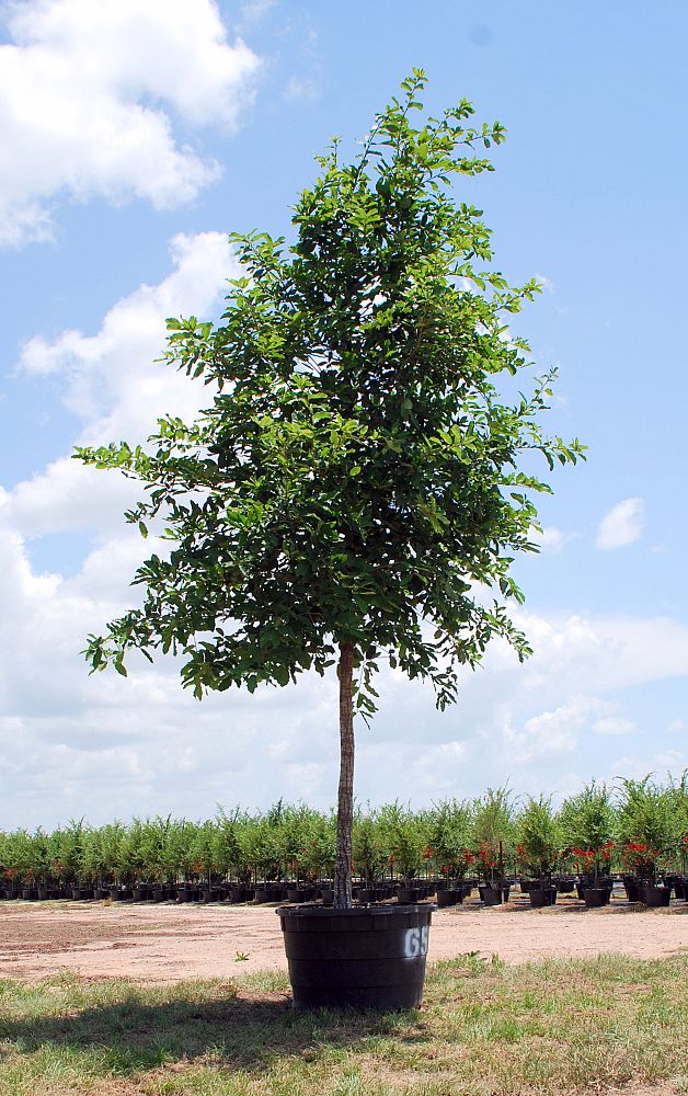 quercus-polymorpha-polymorpha-oak-monterrey-oak-mexican-white-oak