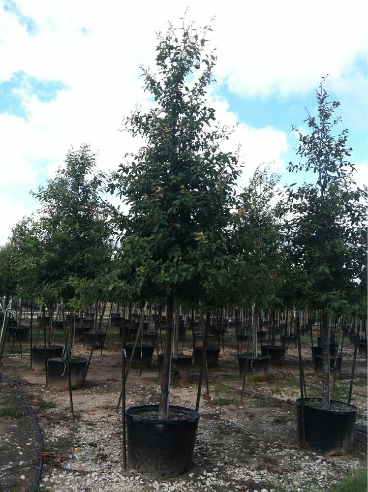 quercus-polymorpha-polymorpha-oak-monterrey-oak-mexican-white-oak