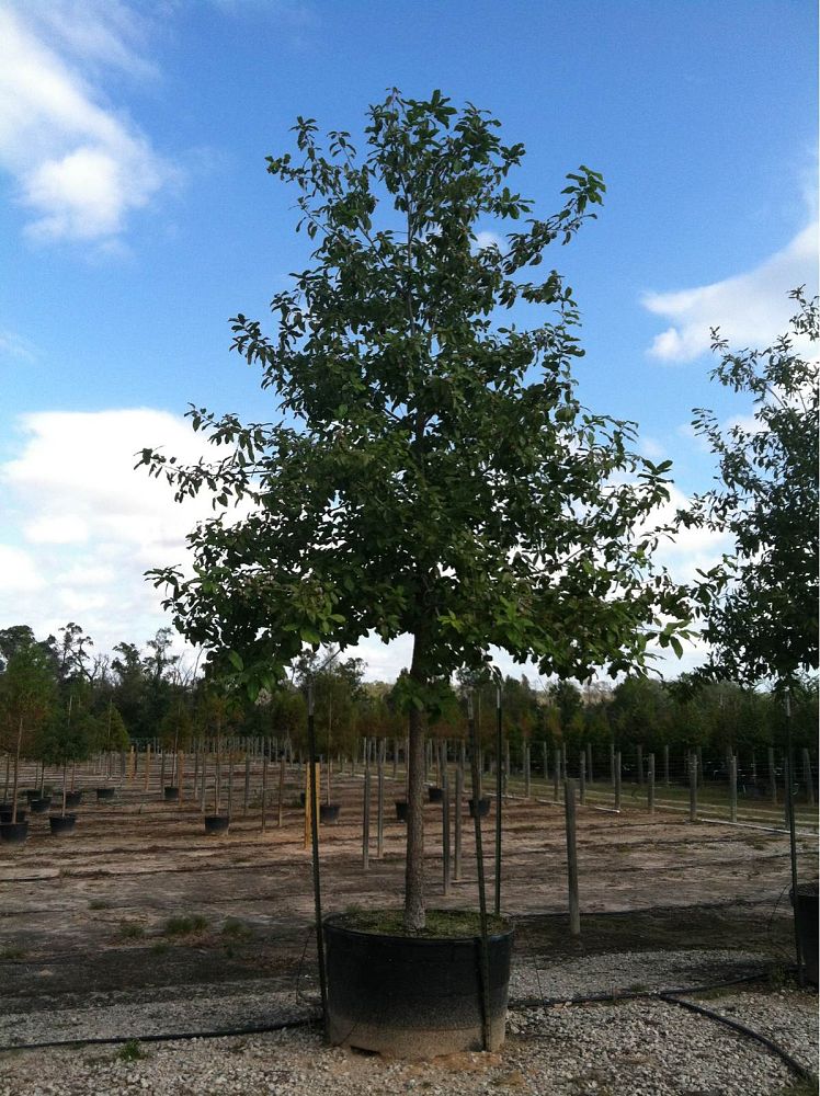 quercus-polymorpha-polymorpha-oak-monterrey-oak-mexican-white-oak