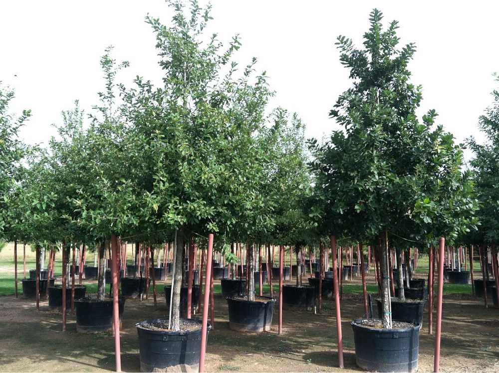 quercus-polymorpha-polymorpha-oak-monterrey-oak-mexican-white-oak