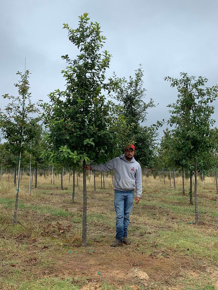 quercus-polymorpha-polymorpha-oak-monterrey-oak-mexican-white-oak