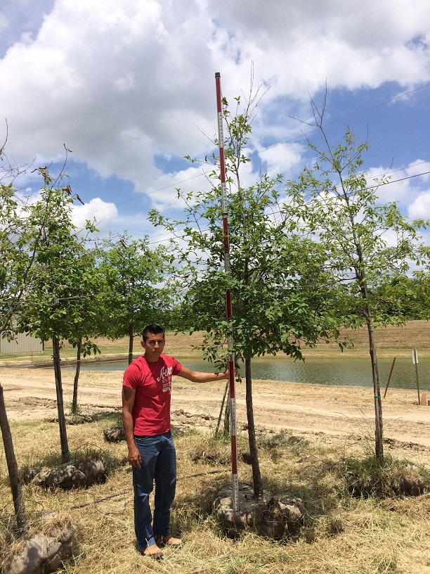 quercus-polymorpha-polymorpha-oak-monterrey-oak-mexican-white-oak