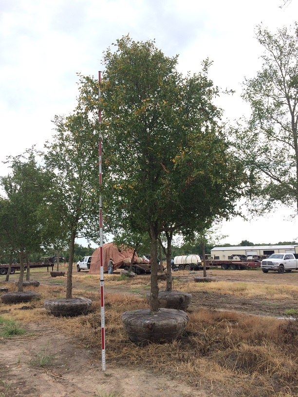 quercus-polymorpha-polymorpha-oak-monterrey-oak-mexican-white-oak