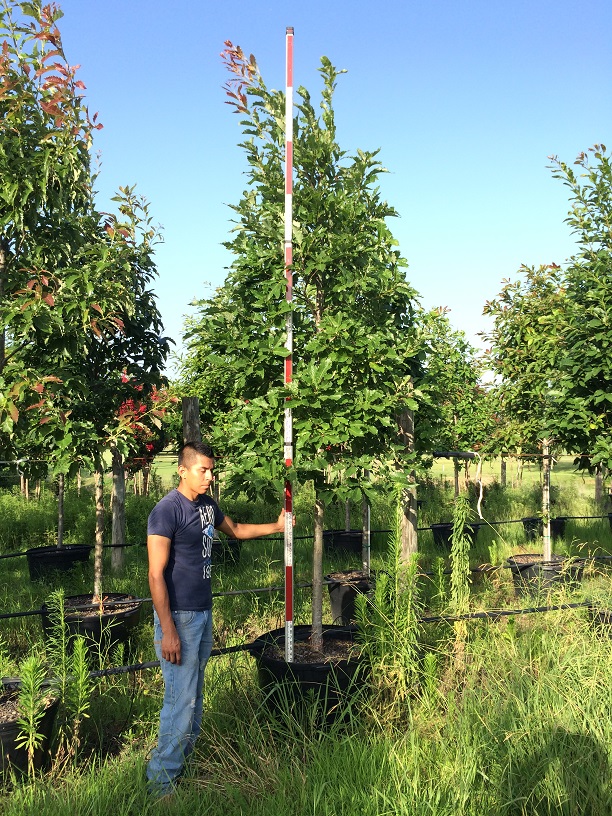 quercus-polymorpha-polymorpha-oak-monterrey-oak-mexican-white-oak