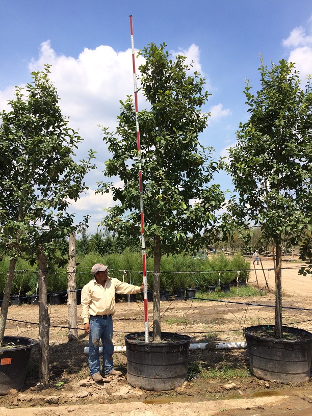 quercus-polymorpha-polymorpha-oak-monterrey-oak-mexican-white-oak