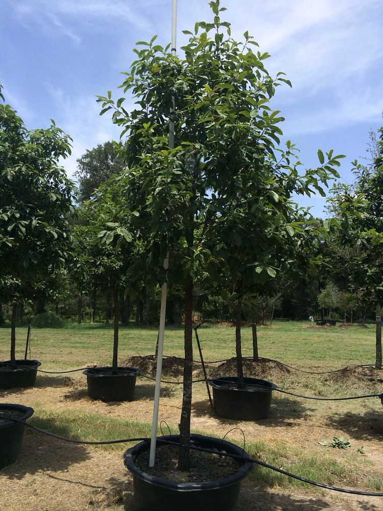quercus-polymorpha-polymorpha-oak-monterrey-oak-mexican-white-oak