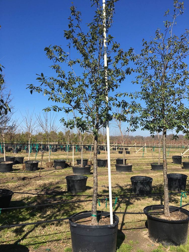 quercus-polymorpha-polymorpha-oak-monterrey-oak-mexican-white-oak