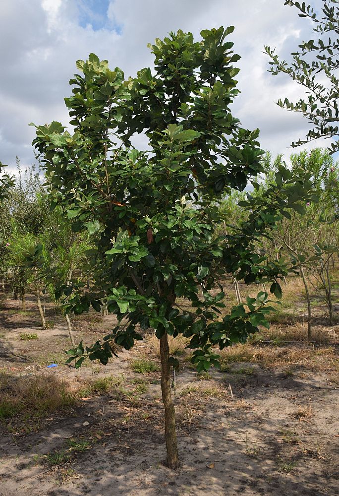 quercus-polymorpha-polymorpha-oak-monterrey-oak-mexican-white-oak