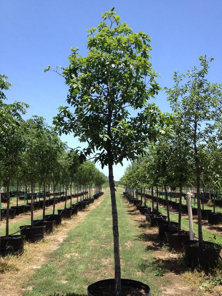 quercus-polymorpha-polymorpha-oak-monterrey-oak-mexican-white-oak