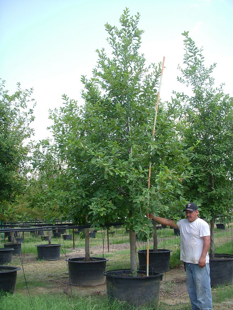 quercus-polymorpha-polymorpha-oak-monterrey-oak-mexican-white-oak