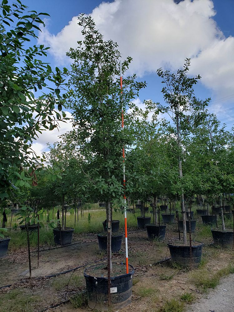 quercus-polymorpha-polymorpha-oak-monterrey-oak-mexican-white-oak